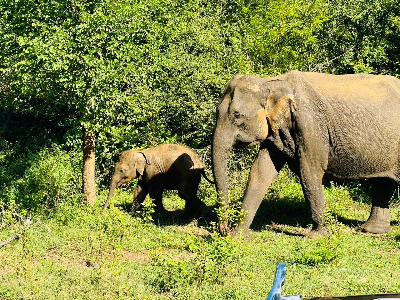 Elephants